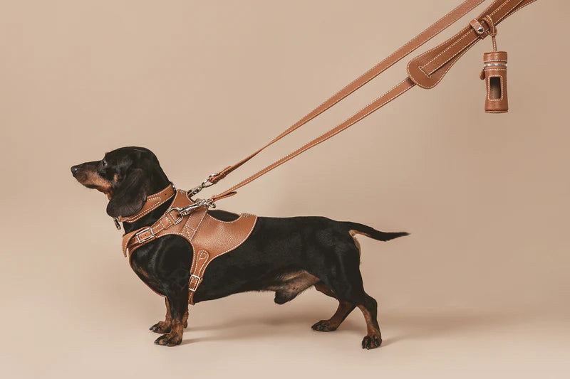 The Leash